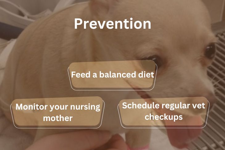 how to prevent hypocalcemia in dogs