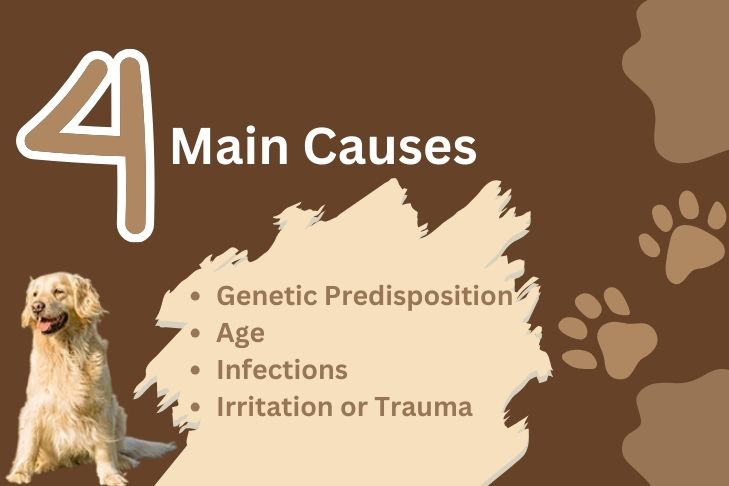 4 Main Causes of Pedunculated Masses in Dogs