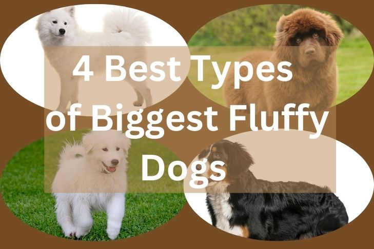 4 best types of biggest dogs that are fluffy partners for dog lovers