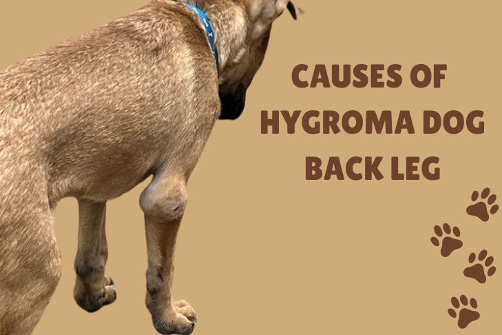 4 causes of hygroma dog back leg