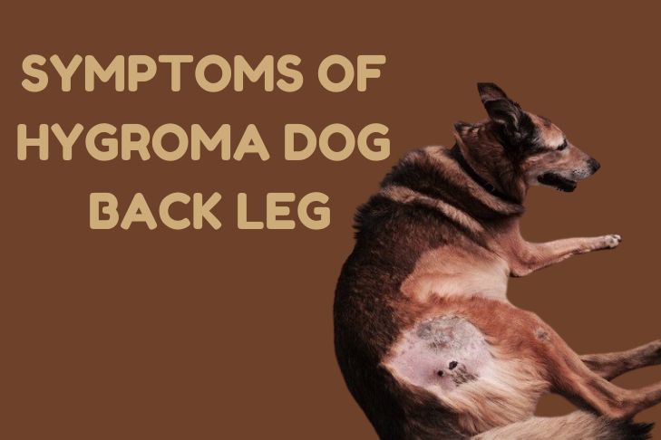 4 symptoms of hygroma dog back leg