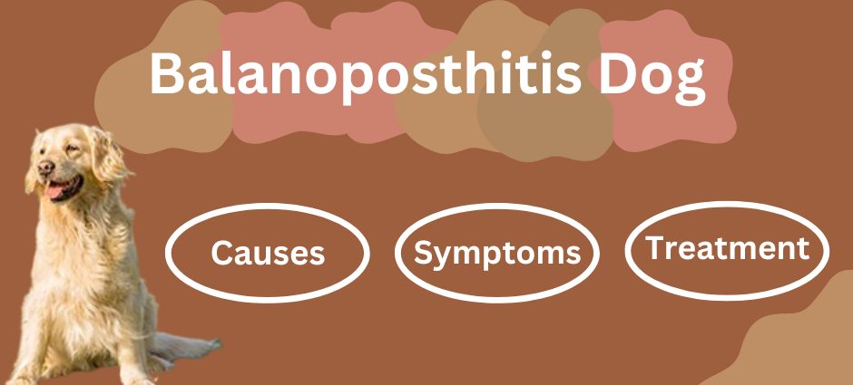 balanoposthitis dog