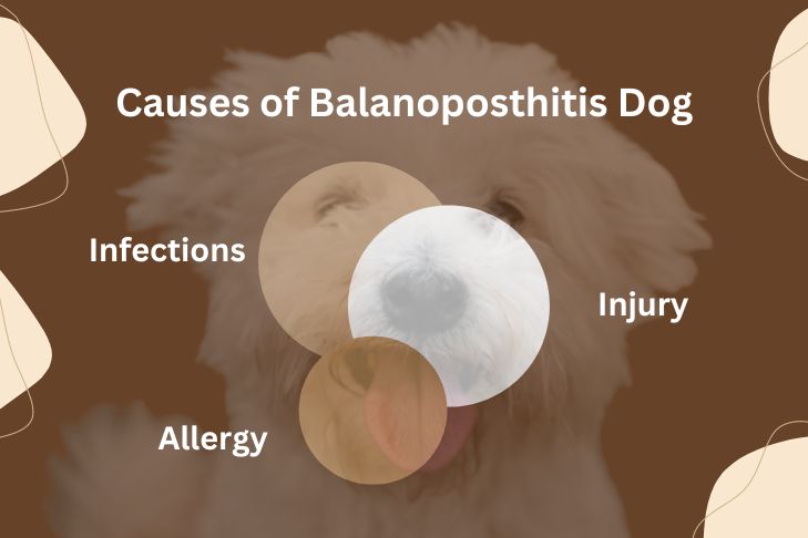 causes of balanoposthitis dog