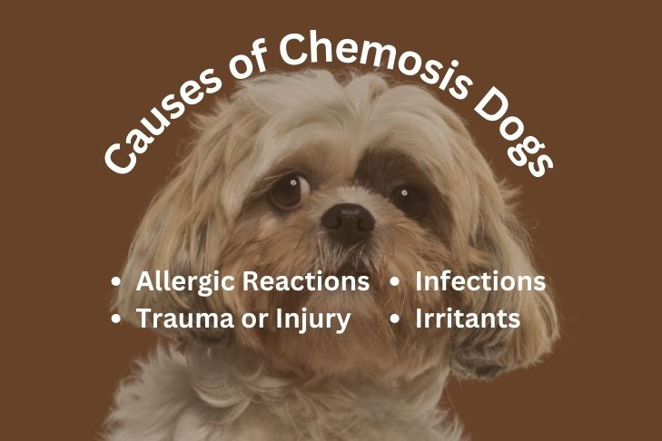 Causes of Chemosis Dogs