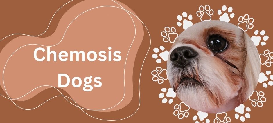 chemosis dogs