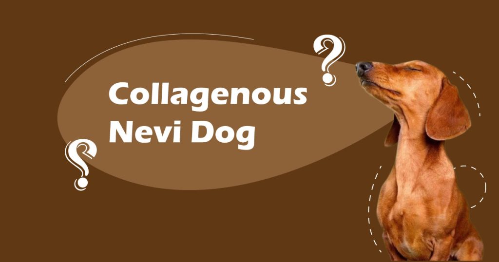 Collagenous Nevi Dog