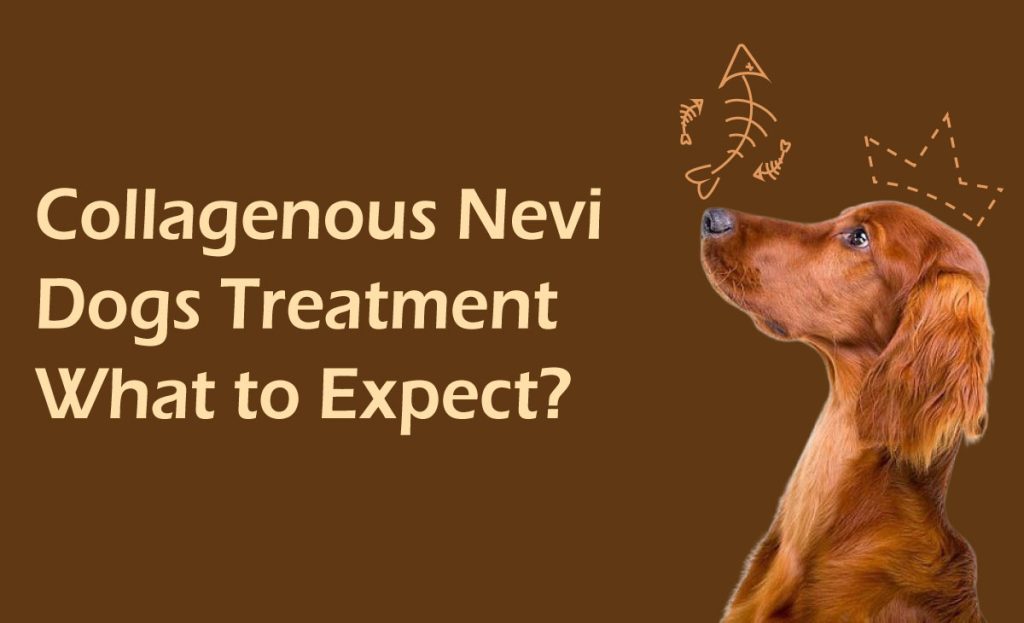 Collagenous-Nevi-Dogs-Treatment