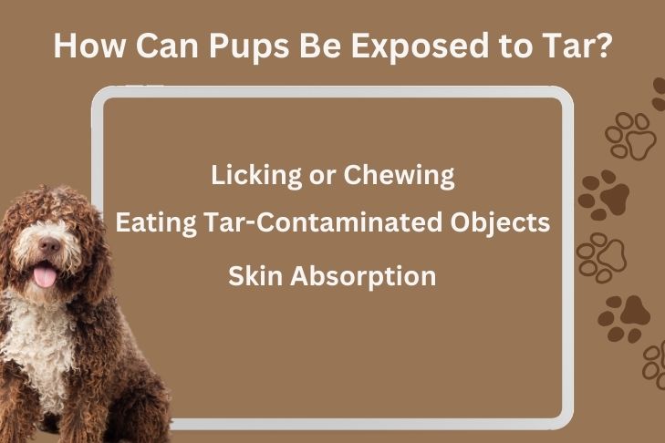 How Can Pups Be Exposed to Tar