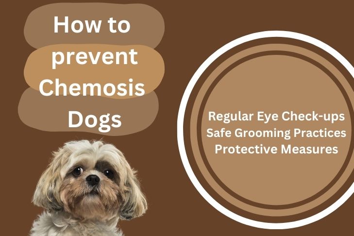 How to prevent Chemosis Dogs