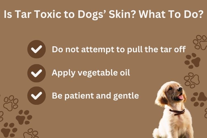 Is Tar Toxic to Dogs Skin