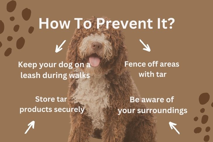 Is Tar Toxic to Dogs and How to Prevent it