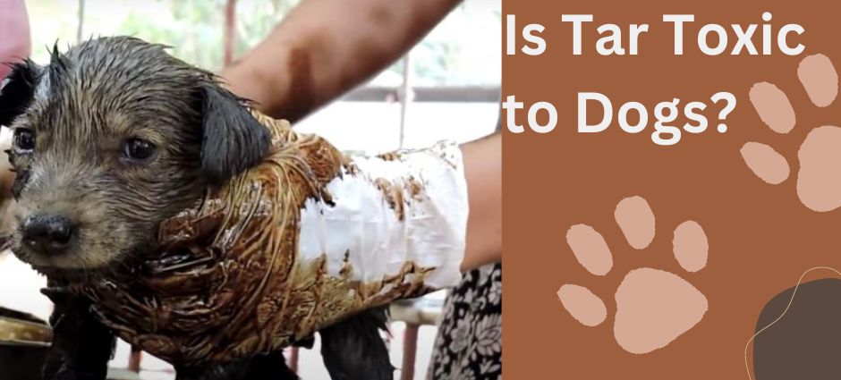 is tar toxic to dogs