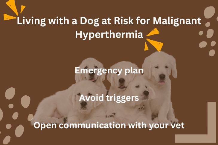 living with a dog at risk for malignant hyperthermia