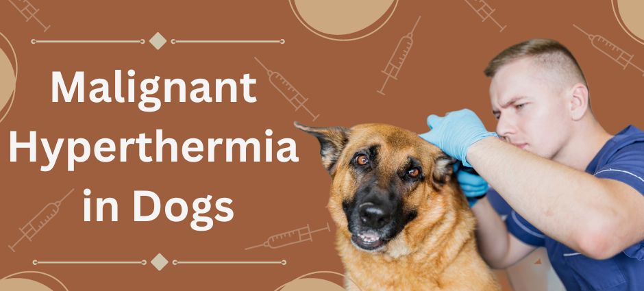 malignant hyperthermia in dogs