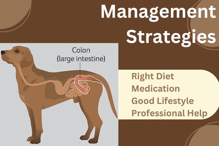 Management Strategies