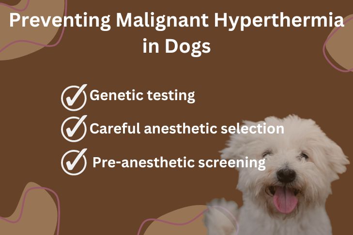 preventing malignant hyperthermia in dogs