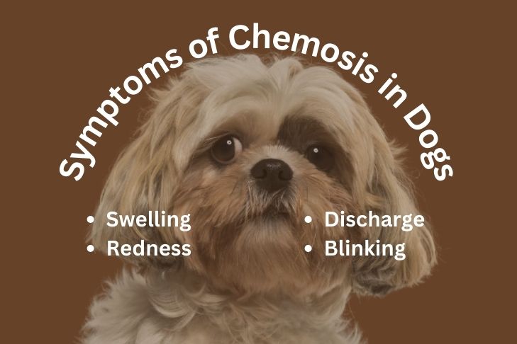 Recognizing the Symptoms of Chemosis in Dogs