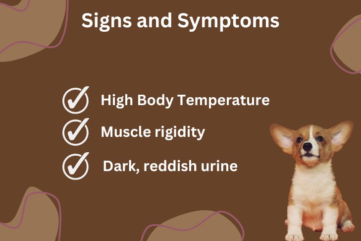 signs and symptoms of malignant hyperthermia in dogs