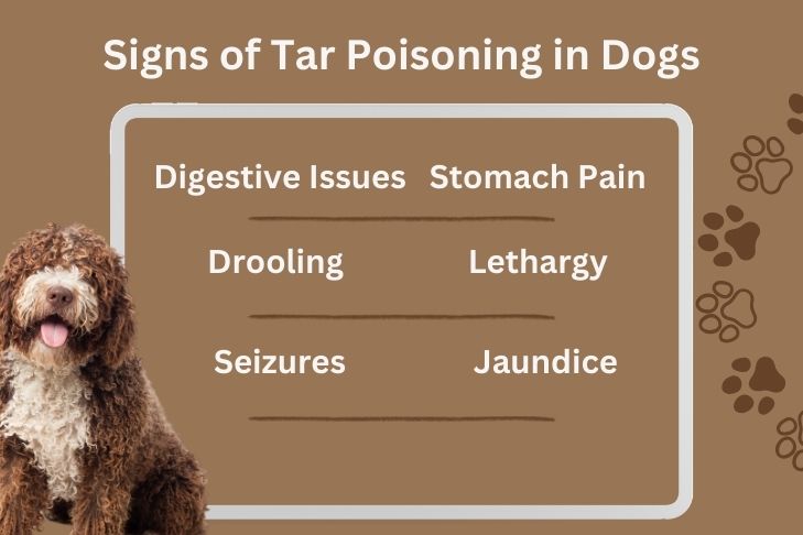 Signs of Tar Poisoning in Dogs