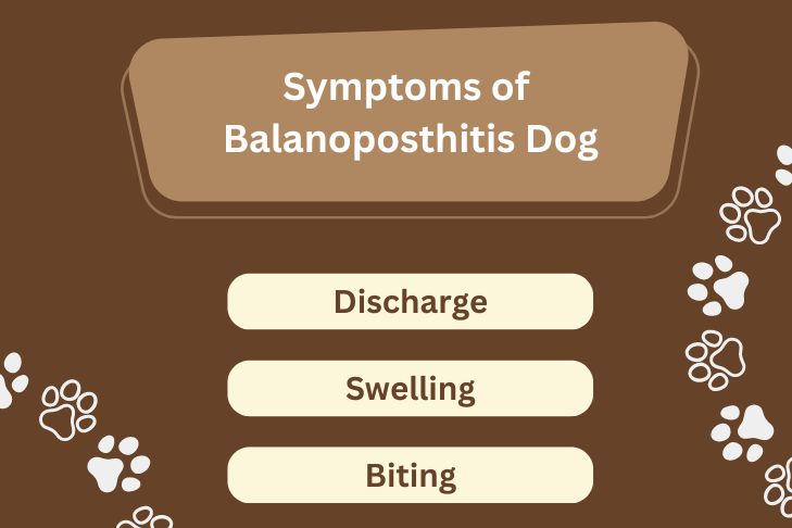 symptoms of balanoposthitis dog