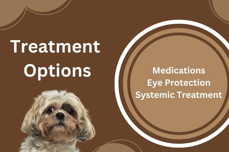 Treatment Options for Chemosis Dogs