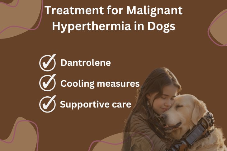 treatment for malignant hyperthermia in dogs