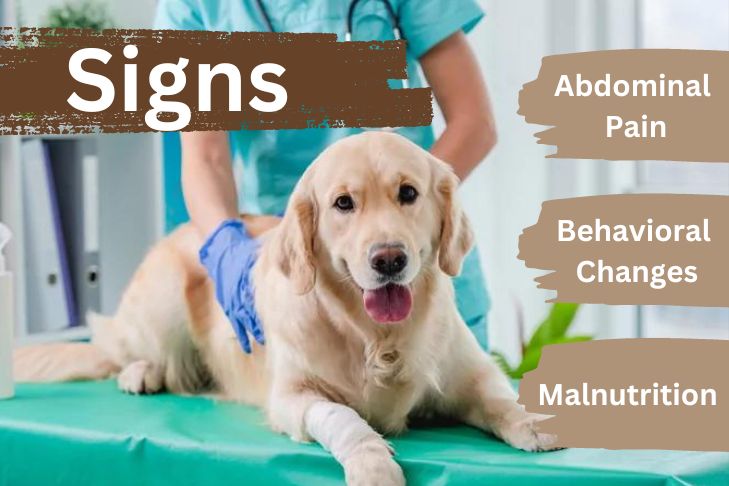 Ulcerative Colitis Dog Signs