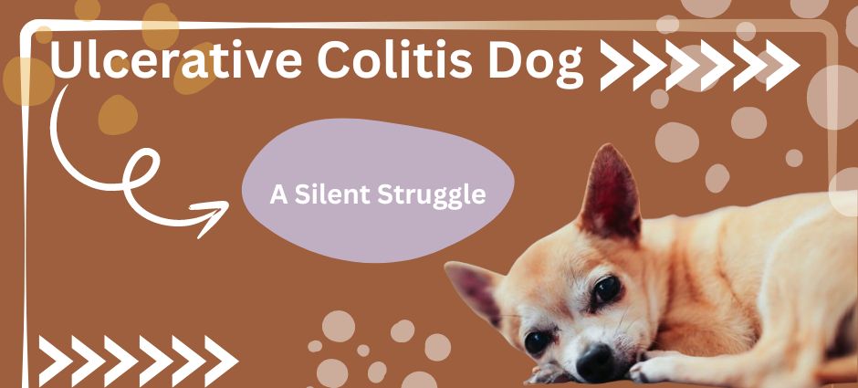 ulcerative colitis dog