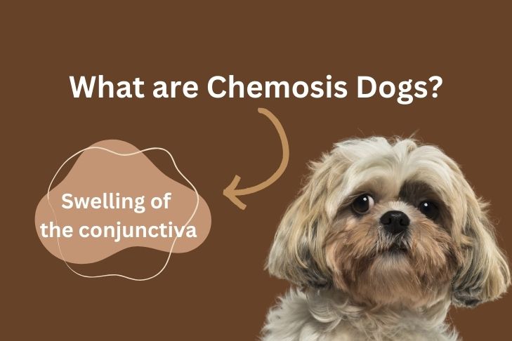 What are Chemosis Dogs