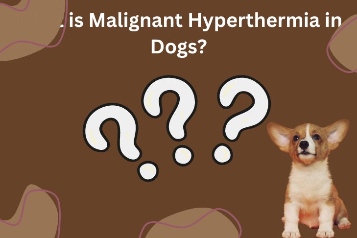 what is malignant hyperthermia in dogs