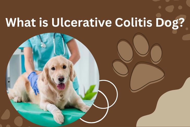 What is Ulcerative Colitis Dog