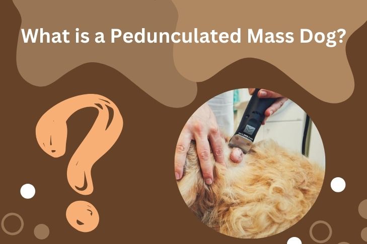 what is a pedunculated mass dog