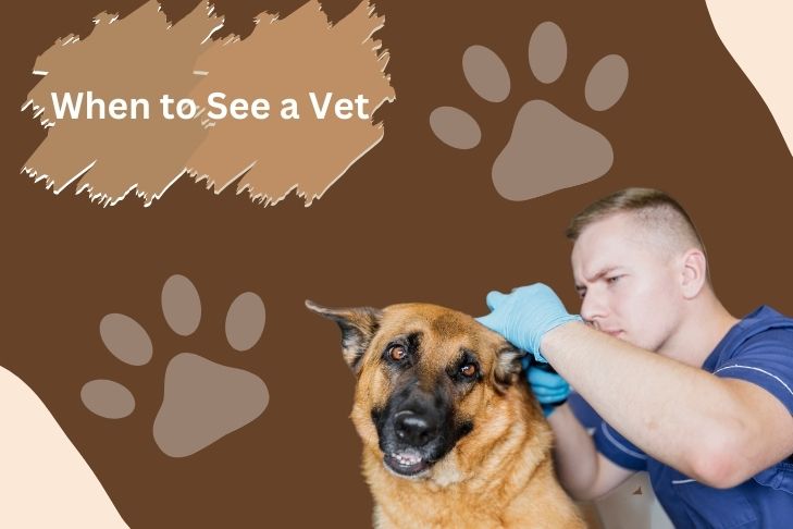 when to see a vet for pedunculated mass in dog