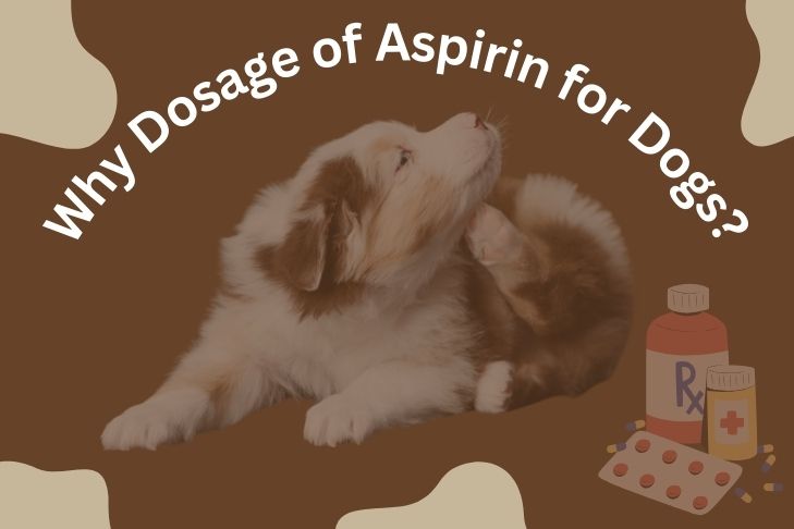 Why Dosage of Aspirin for Dogs