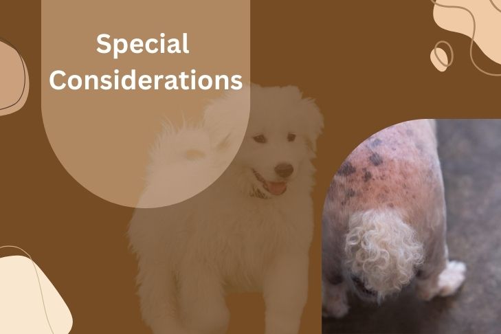 acanthosis nigricans dog special considerations