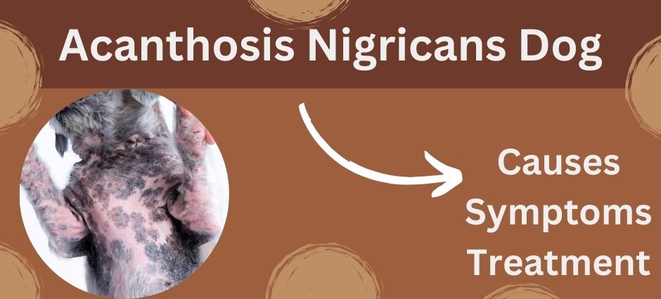 acanthosis nigricans dog