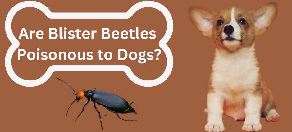 are blister beetles poisonous to dogs