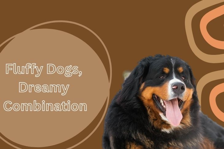 big black and brown dogs fluffy dogs dreamy combination