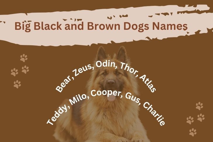 big black and brown dogs names