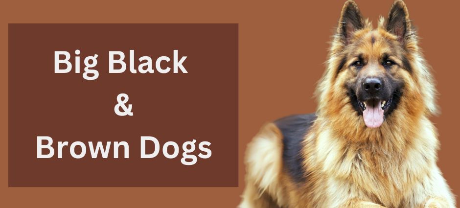 big black and brown dogs