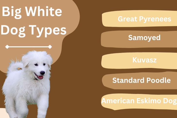 big white dog types closer look