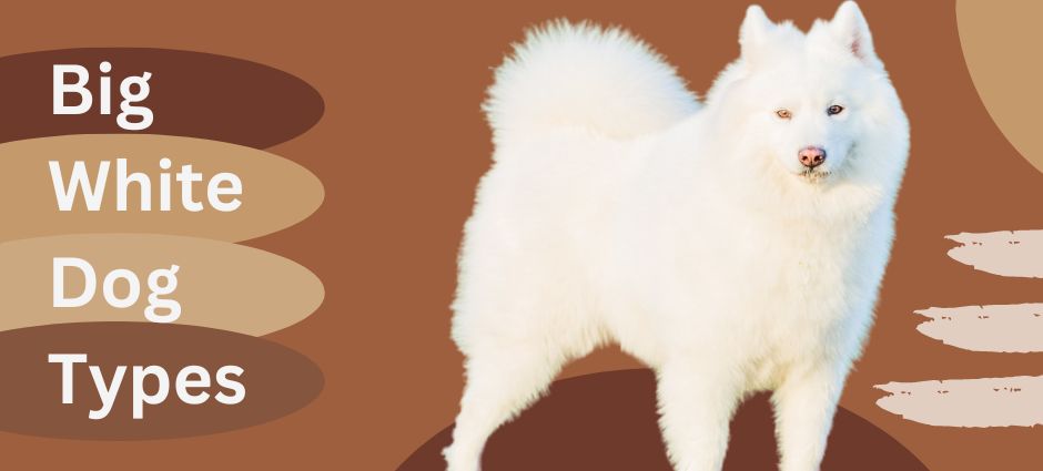 big white dog types