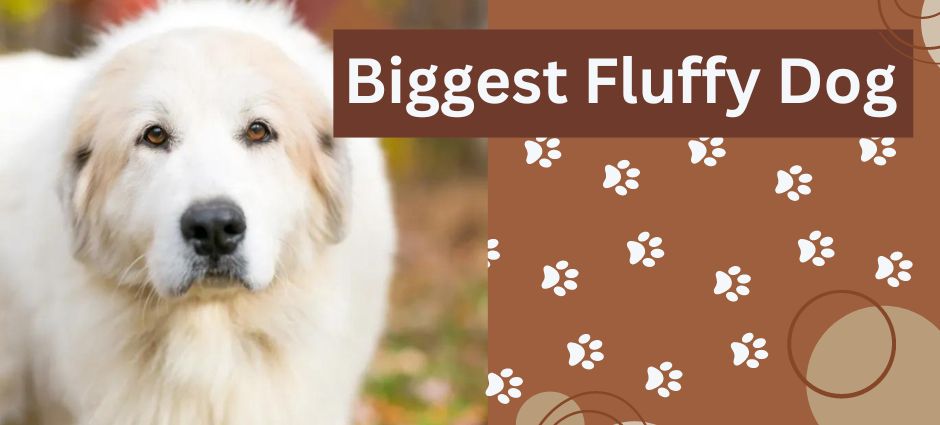 biggest fluffy dog