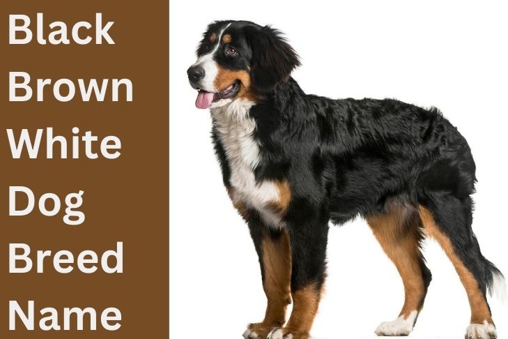 black, brown, and white dog breed name