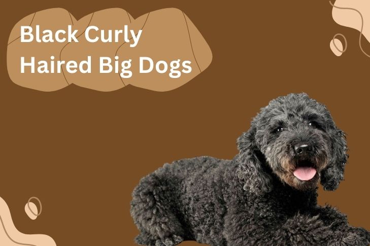 black curly haired big dogs