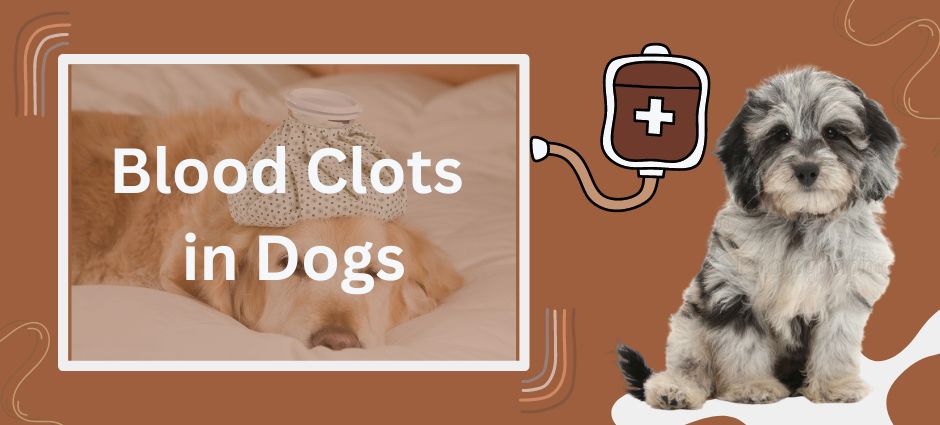 blood clots in dogs