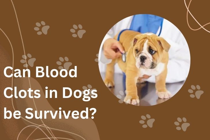 can blood clots in dogs be survived