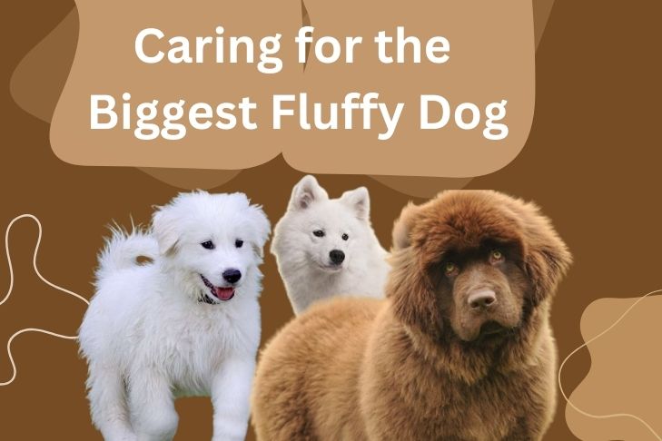 caring for the biggest fluffy dog