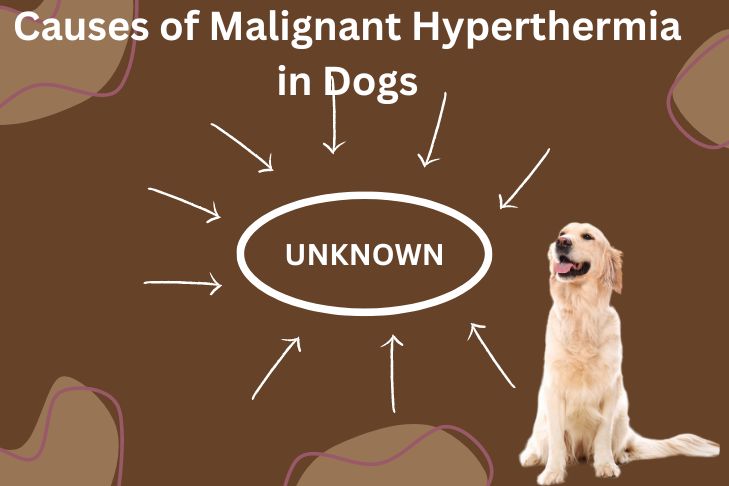 causes of malignant hyperthermia in dogs