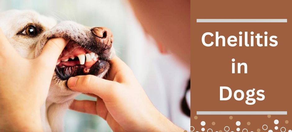 cheilitis in dogs